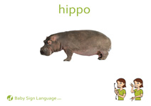 Hippo Flash Card Thumbnail