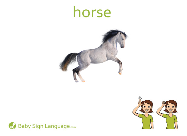 Horse