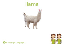 Llama Flash Card Thumbnail
