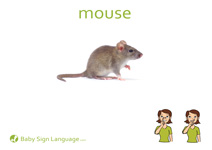 Mouse Flash Card Thumbnail