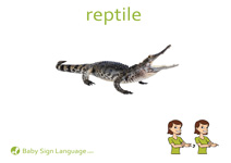 Reptile Flash Card Thumbnail