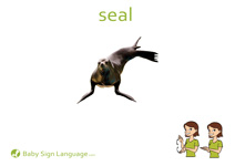Seal Flash Card Thumbnail