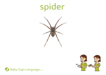 Spider Flash Card Thumbnail
