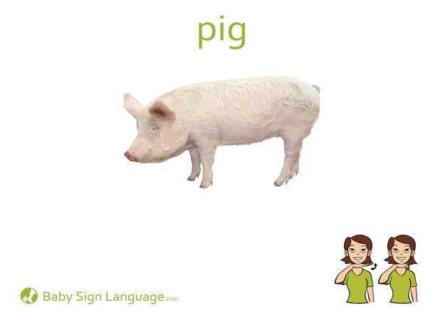 pig
