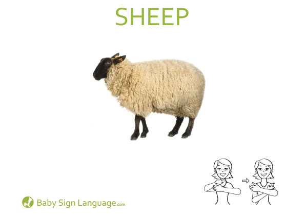 sheep