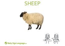 Sheep Flash Card Thumbnail